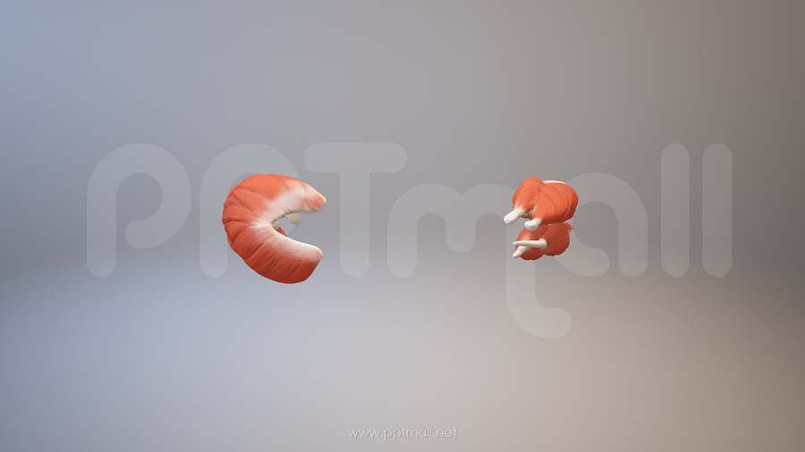 3D人体肌肉组织-肱二头肌模型PPT素材下载