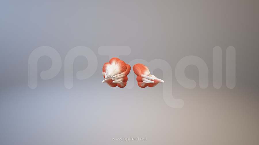 3D人体肌肉组织-股二头肌模型PPT素材下载