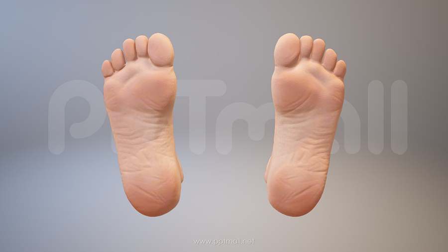 3D人体肌肉组织-脚掌PPT素材下载