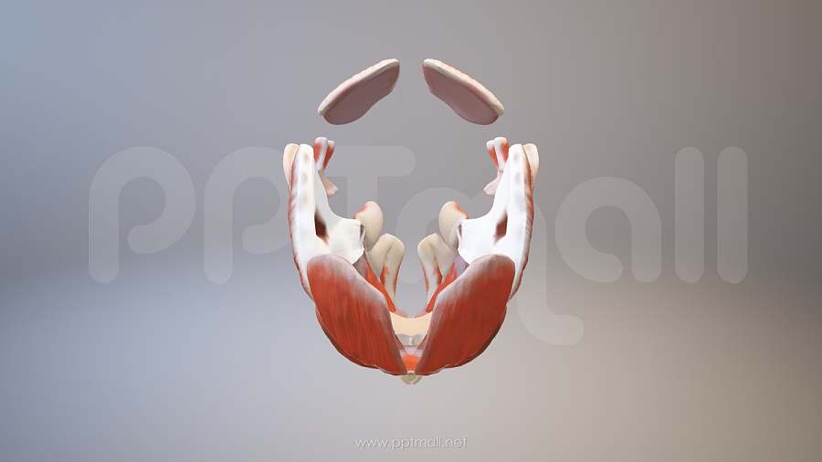 3D人体肌肉组织-脸部肌肉模型PPT素材下载