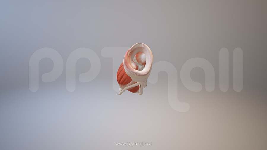 3D人体肌肉组织-手掌骨架模型PPT素材下载