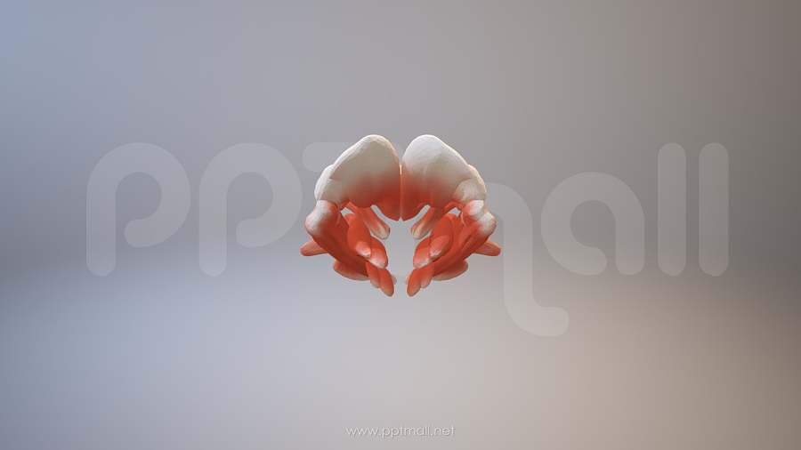 3D人体肌肉组织-斜方肌、胸锁乳突肌模型PPT素材下载