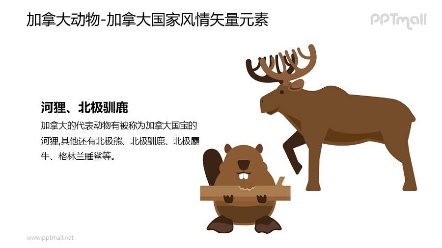 河狸/北极驯鹿-加拿大国家风情PPT图像素材下载