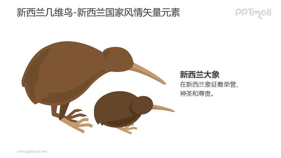 几维鸟-新西兰国家风情PPT图像素材下载