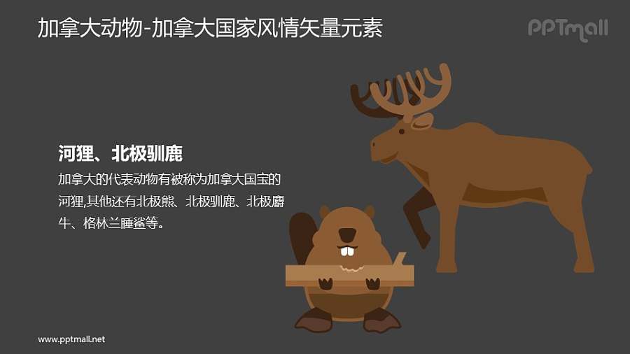 河狸/北极驯鹿-加拿大国家风情PPT图像素材下载