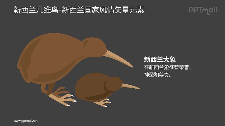 几维鸟-新西兰国家风情PPT图像素材下载